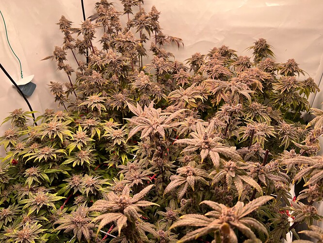 Growreport Bild 1