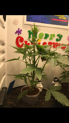 Growreport Bild 36