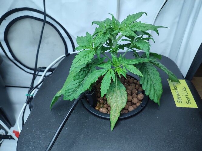 Growreport Bild 59