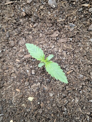 Growreport Bild 25