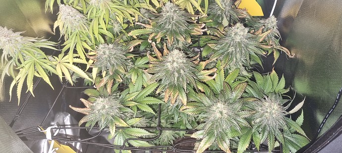 Growreport Bild 17