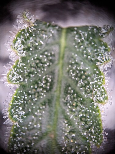 Growreport Bild 18