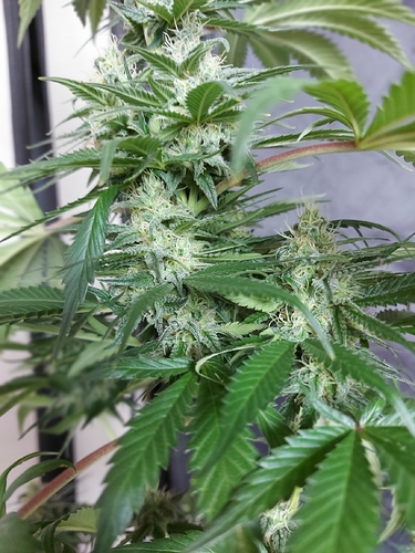 Growreport Bild 8
