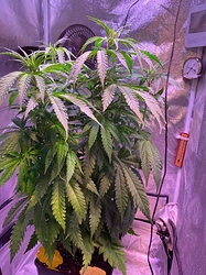Growreport Bild 25