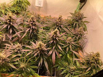 Growreport Bild 3