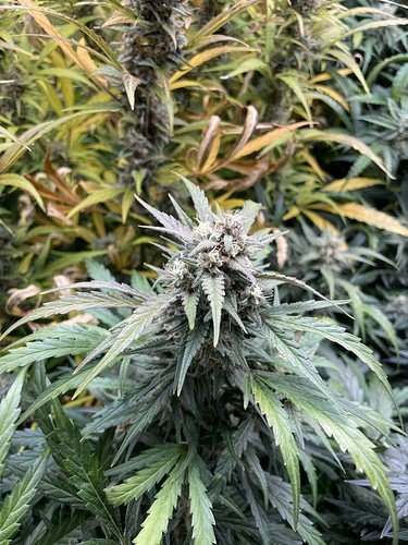 Growreport Bild 3