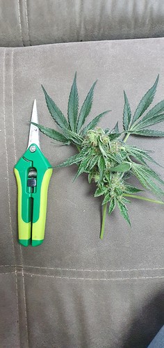 Growreport Bild 4