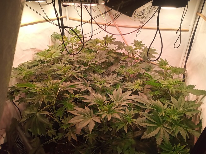 Growreport Bild 27