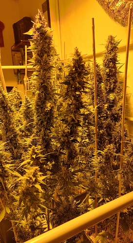 Growreport Bild 5