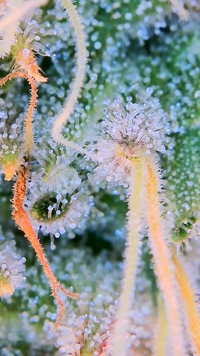 Growreport Bild 21