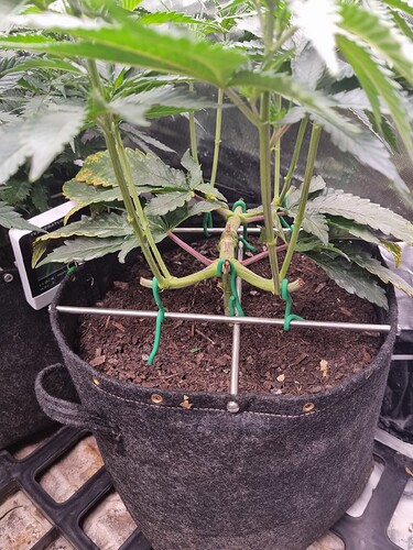 Growreport Bild 12