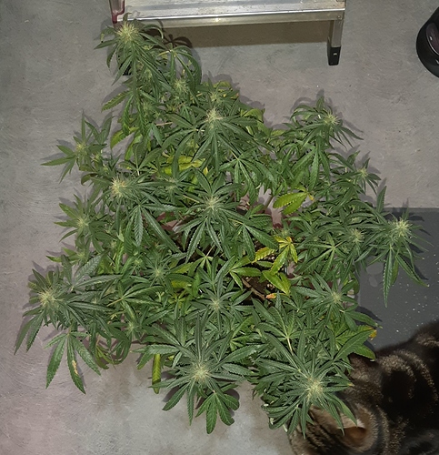 Growreport Bild 4