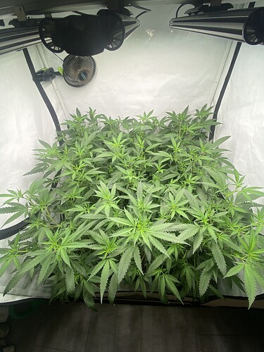Growreport Bild 1