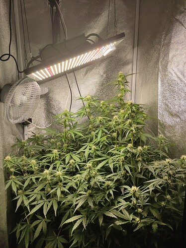 Growreport Bild 5