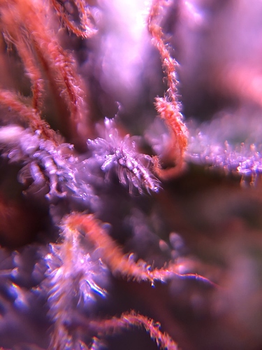 Growreport Bild 30