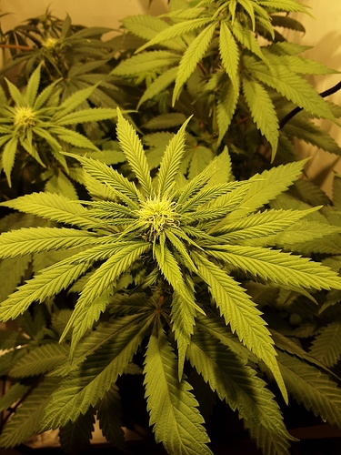 Growreport Bild 2