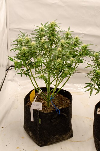 Growreport Bild 6
