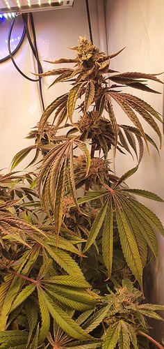 Growreport Bild 1