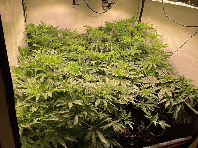 Growreport Bild 2