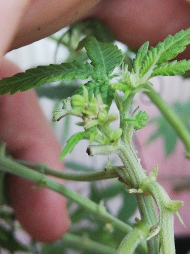 Growreport Bild 26