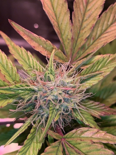 Growreport Bild 2
