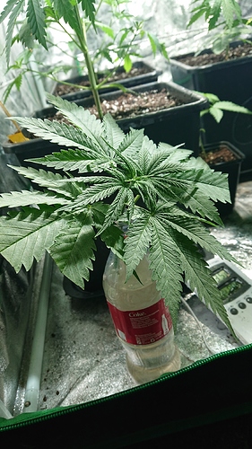 Growreport Bild 1