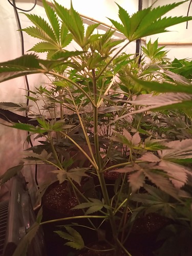 Growreport Bild 25