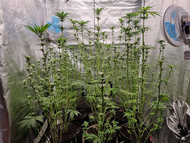 Growreport Bild 33