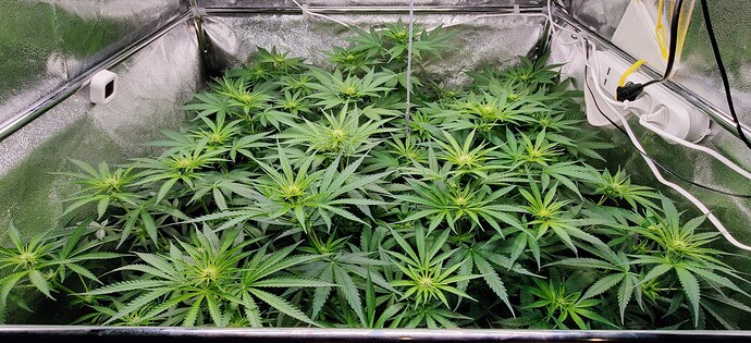 Growreport Bild 27