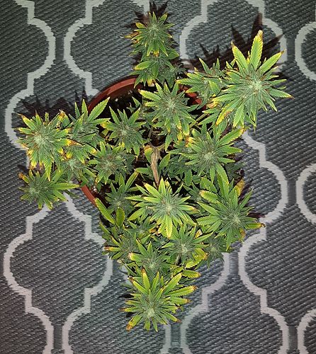 Growreport Bild 2