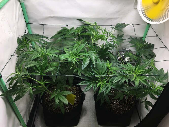 Growreport Bild 5