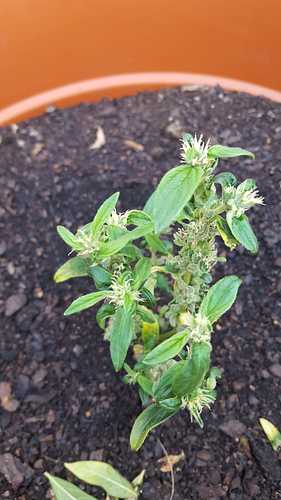 IMG-20210416-WA0012