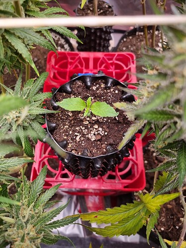 Growreport Bild 26