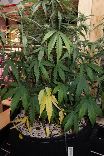 Growreport Bild 9