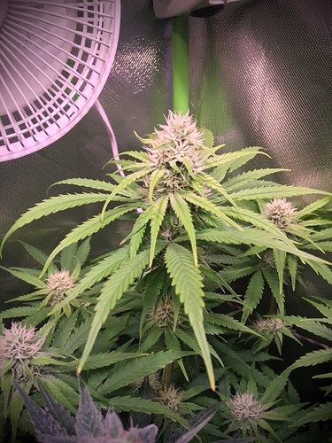 Growreport Bild 2