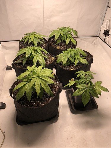 Growreport Bild 18