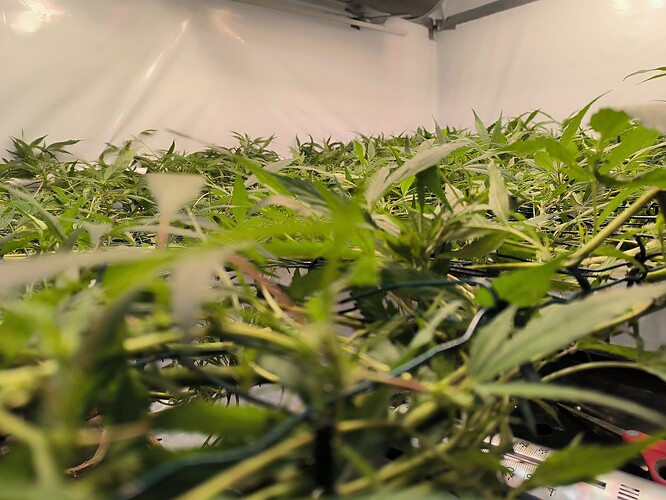 Growreport Bild 3