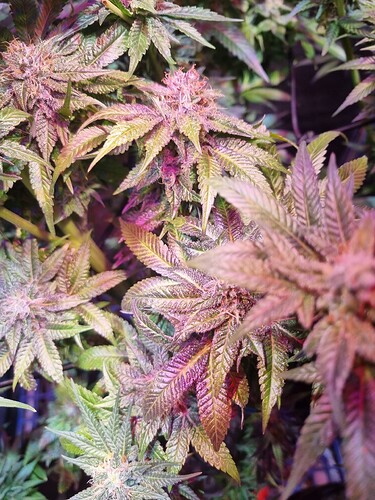 Growreport Bild 16