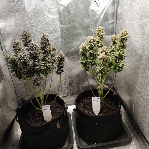 Growreport Bild 35