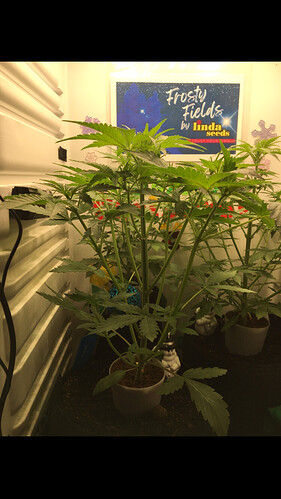 Growreport Bild 11