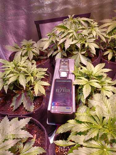 Growreport Bild 24
