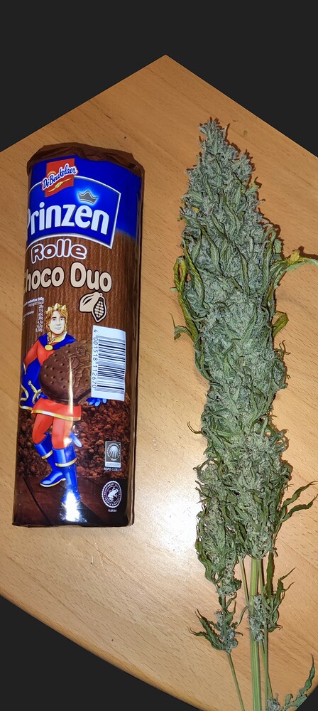 Auf in den Zweiten!, 4x RQS Skunk XL Feminisiert [-Abgeschlossen-]