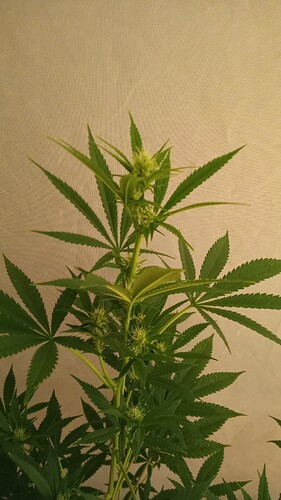 Growreport Bild 40