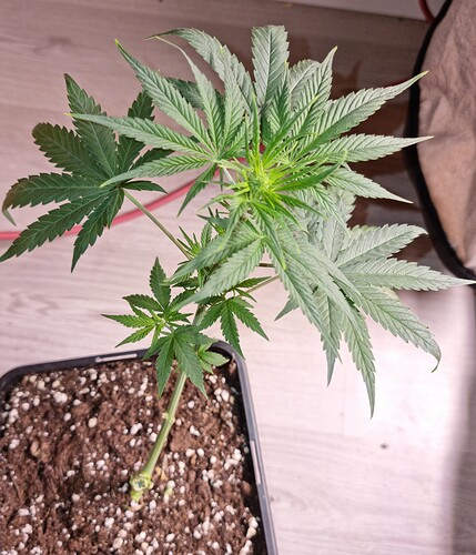 Growreport Bild 8