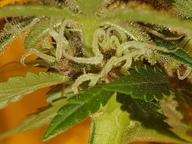 b (6)