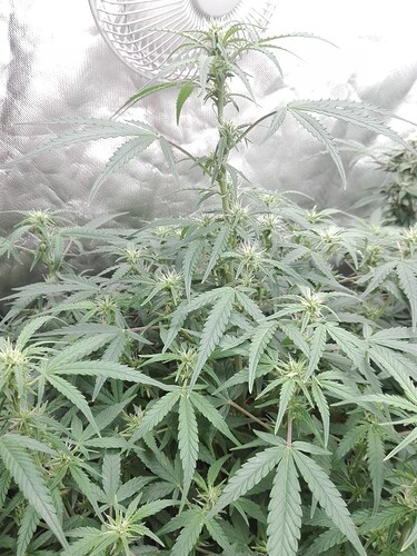 Growreport Bild 13