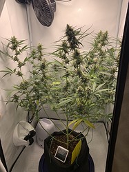 Growreport Bild 25