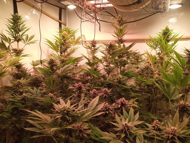 Growreport Bild 4