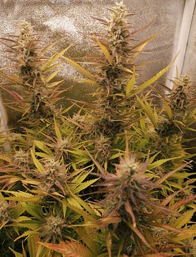Growreport Bild 2