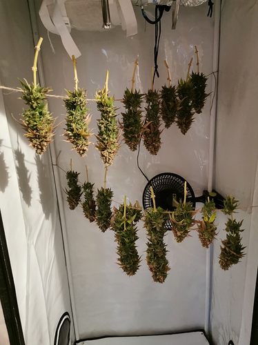 Growreport Bild 3